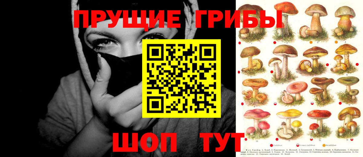 Галлюциногенные грибы Psilocybe Гуково